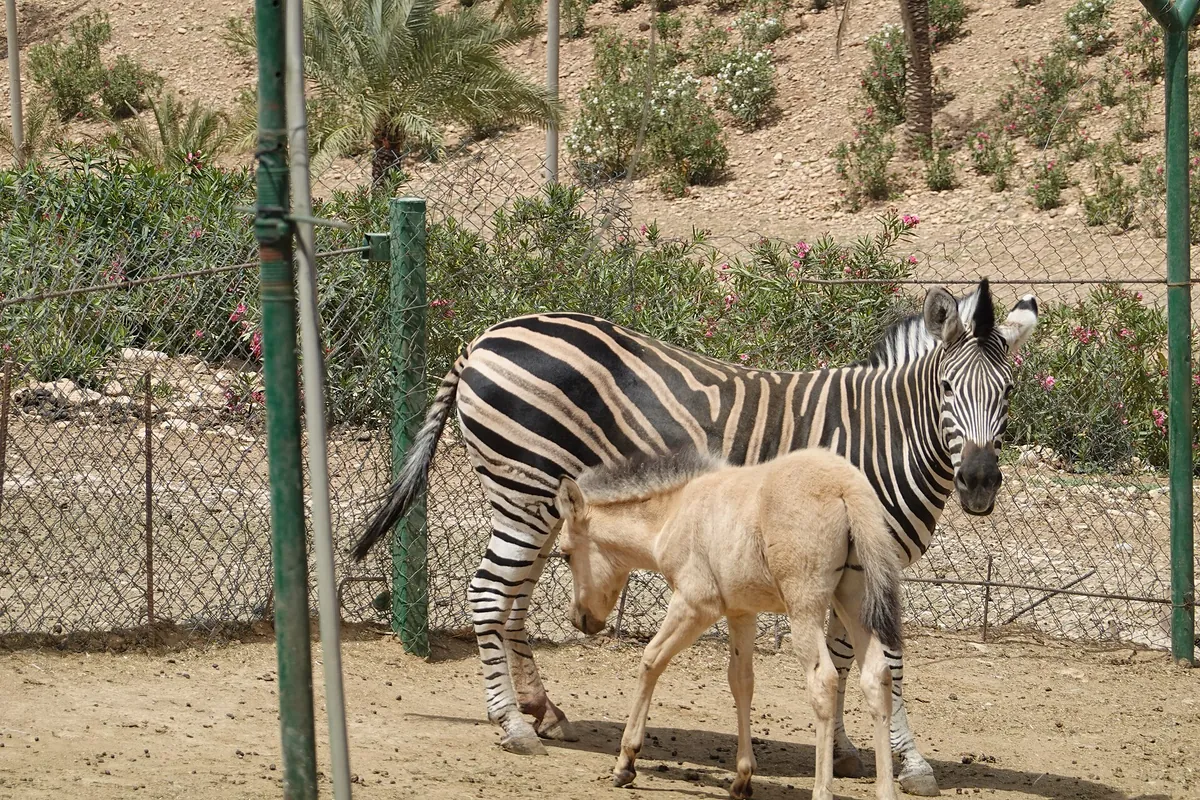 Erbil Zoo