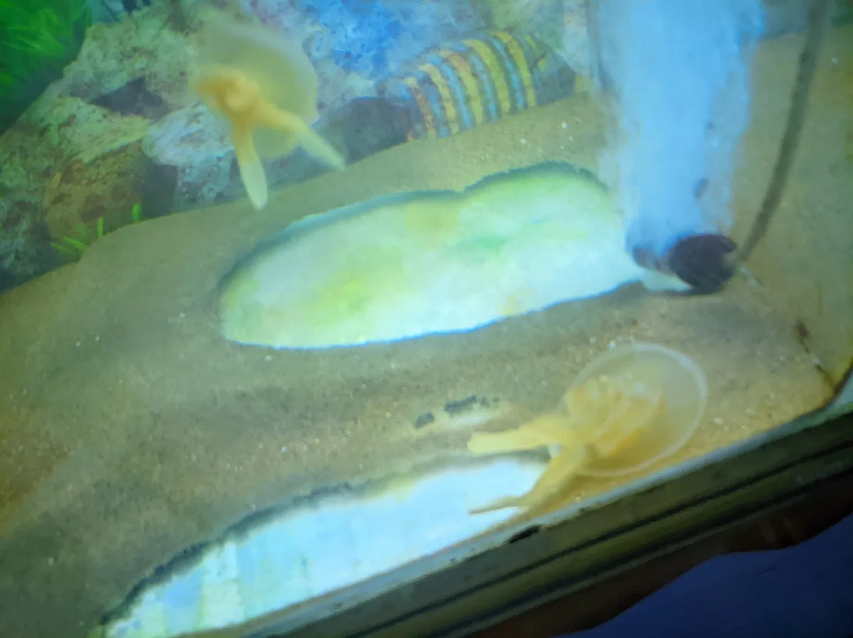 Radiant Fish World