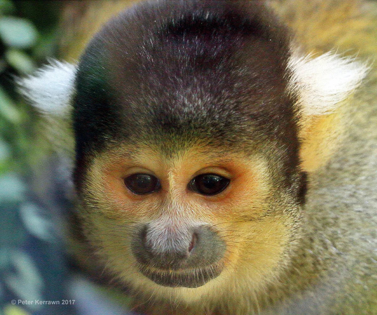 Mogo Wildlife Park