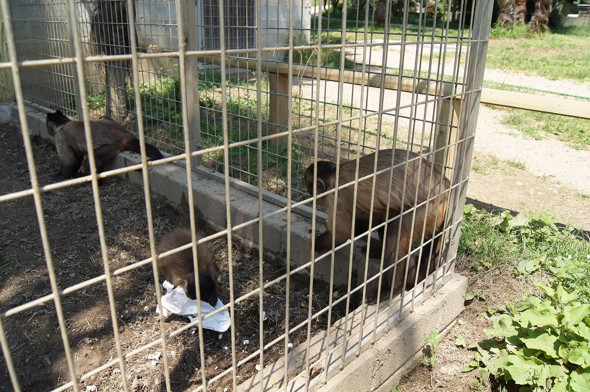 Zoo al Maglio
