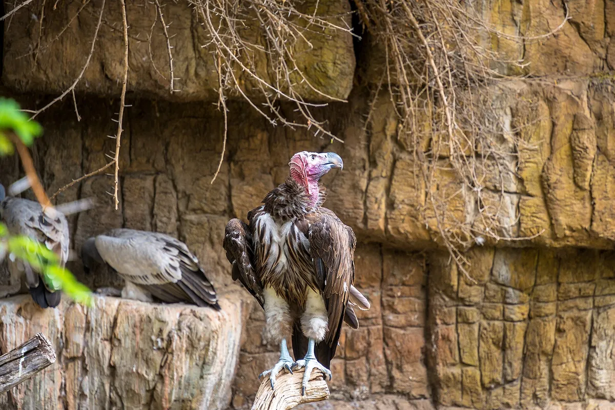 Cango Wildlife