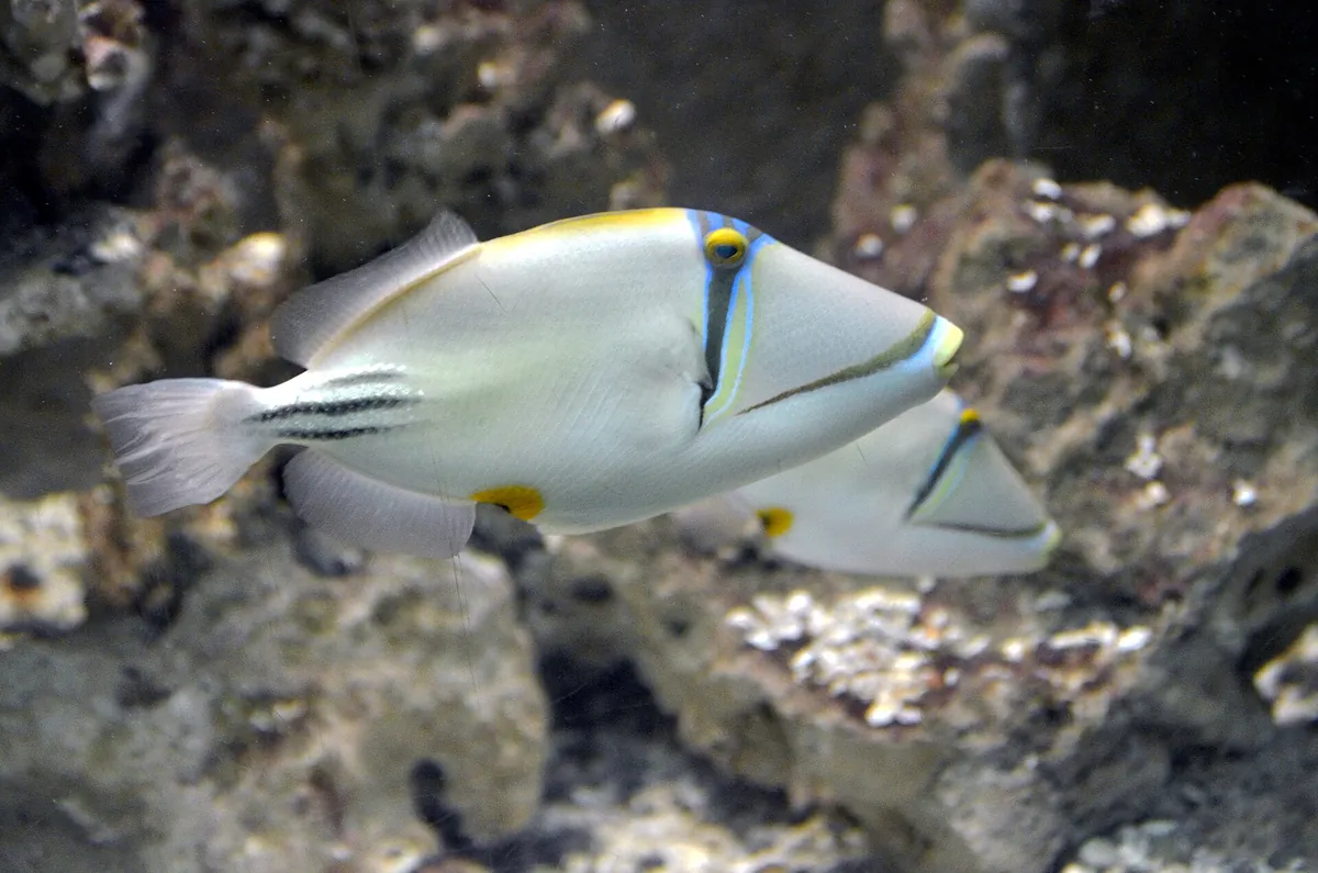 Red Sea Aquarium