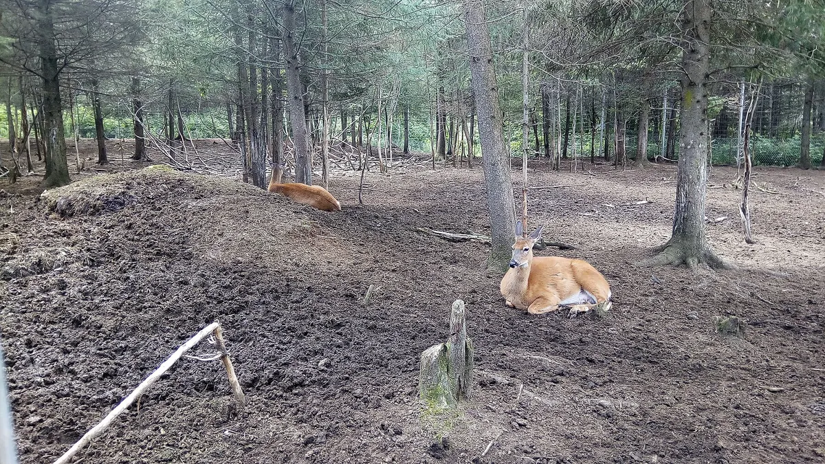 Zoo de Falardeau