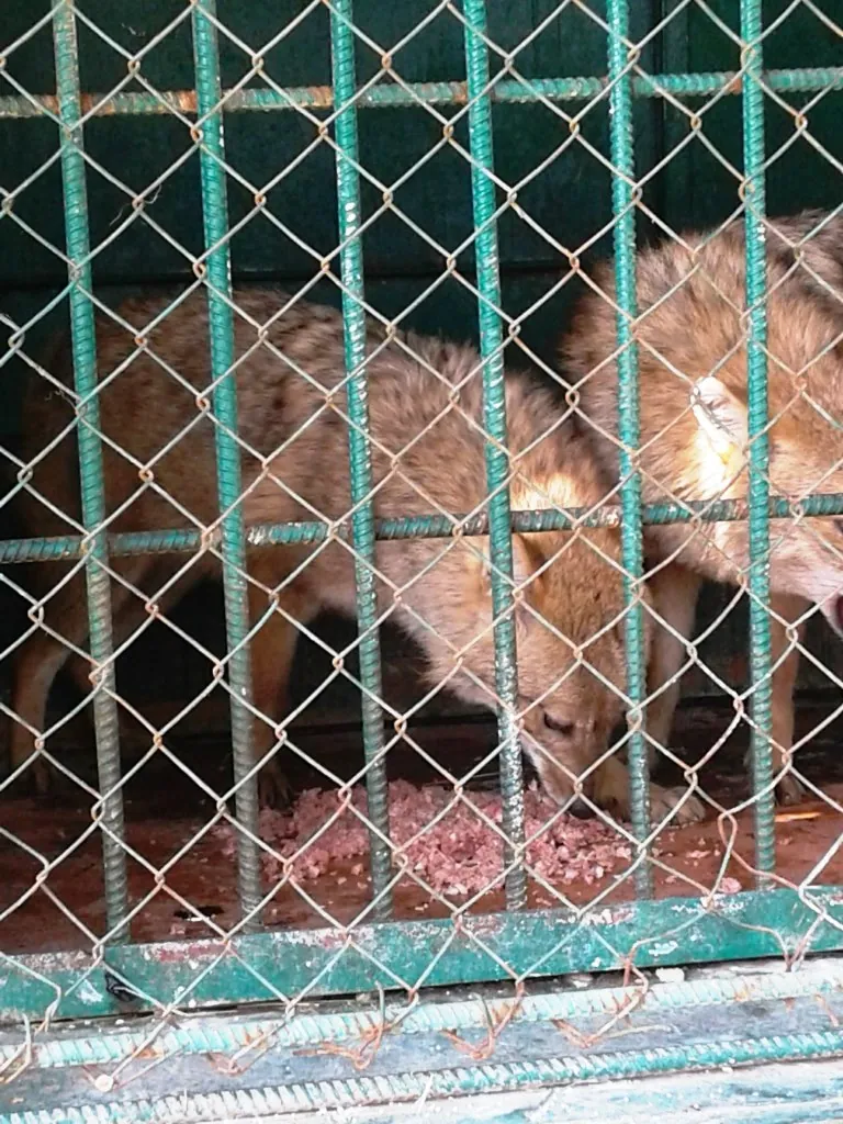 Dushanbe Zoo