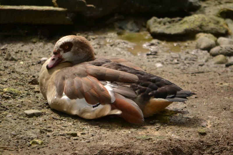 Parque Real De Aves Exoticas