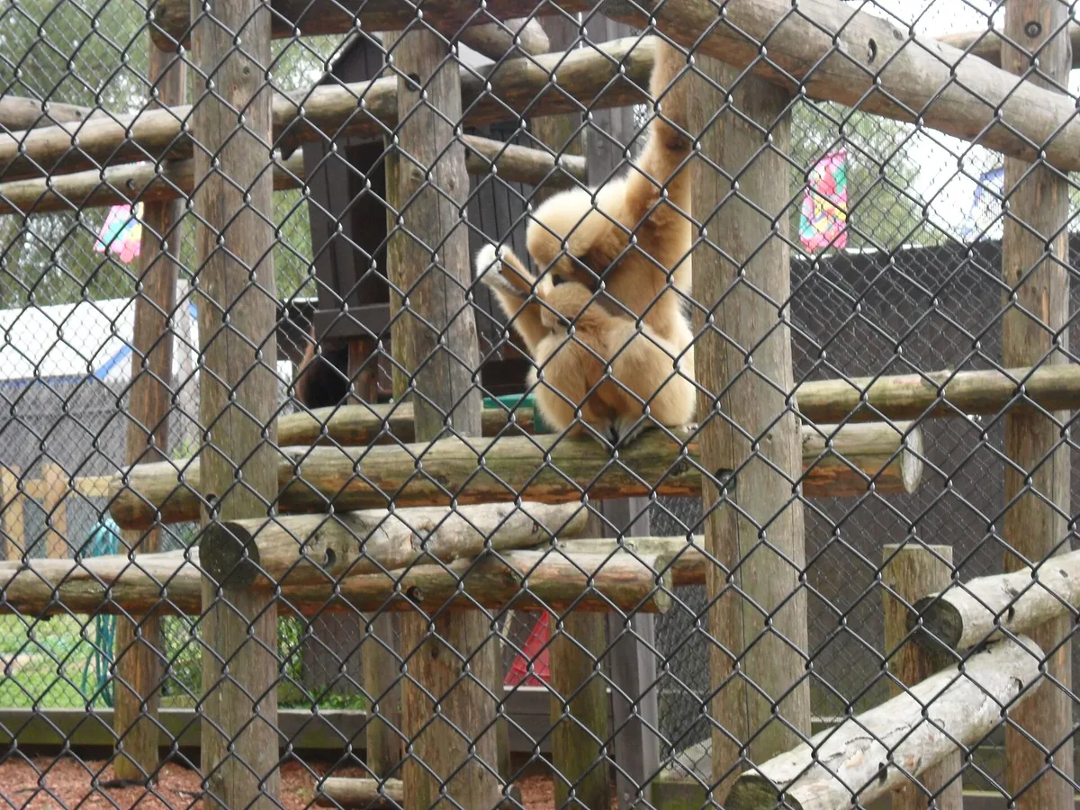 York's Wild Kingdom
