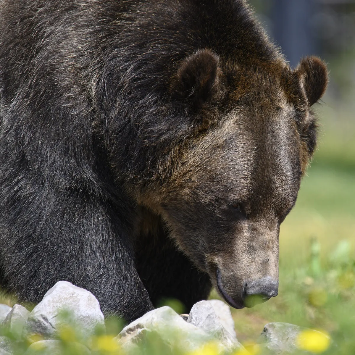 Grizzly & Wolf Discovery Center