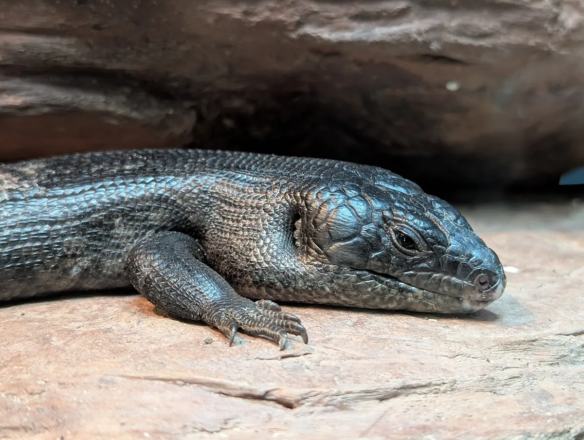 Bronx Zoo