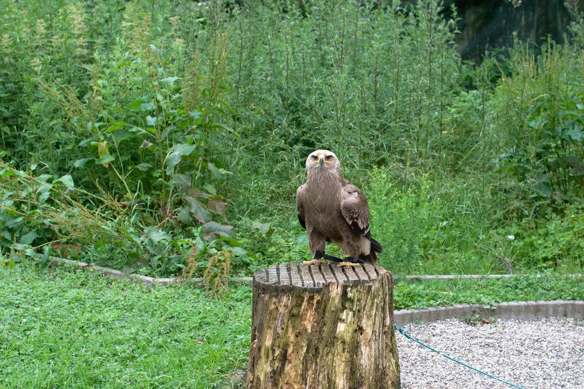 Zoofalknerei Neunkirchen