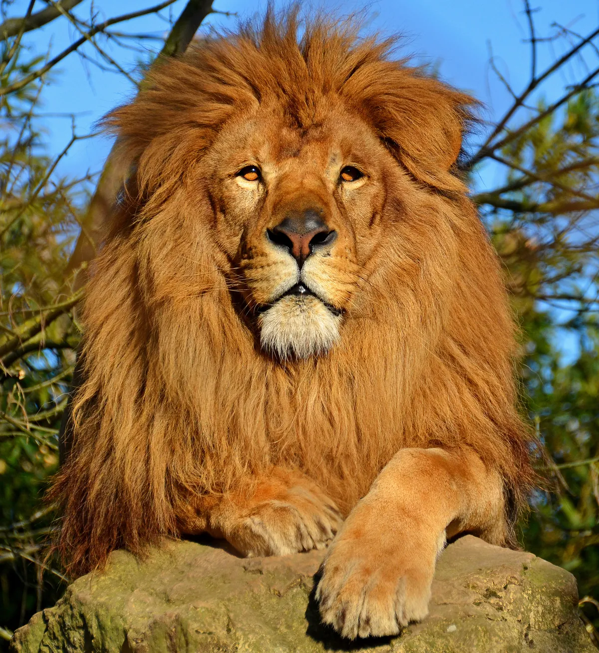 Touroparc Zoo