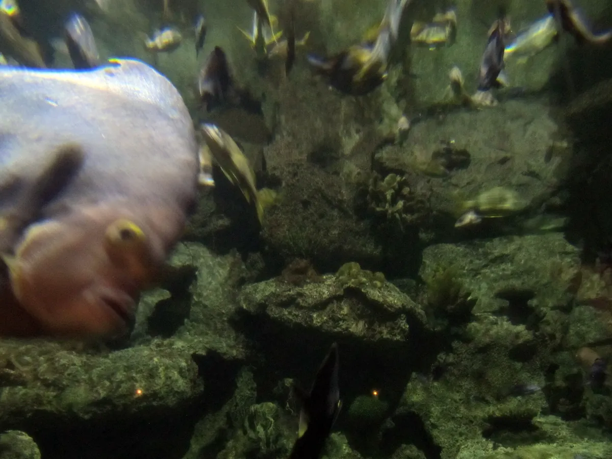 Shark Reef Aquarium at Mandalay Bay