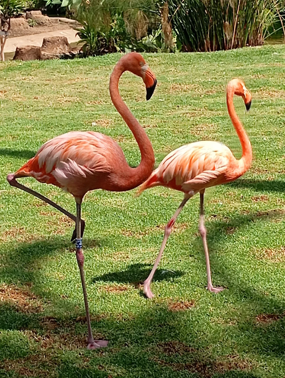 Loro Parque