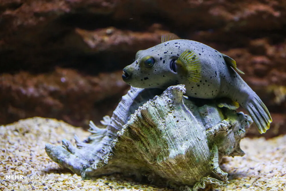 Isfahan Aquarium