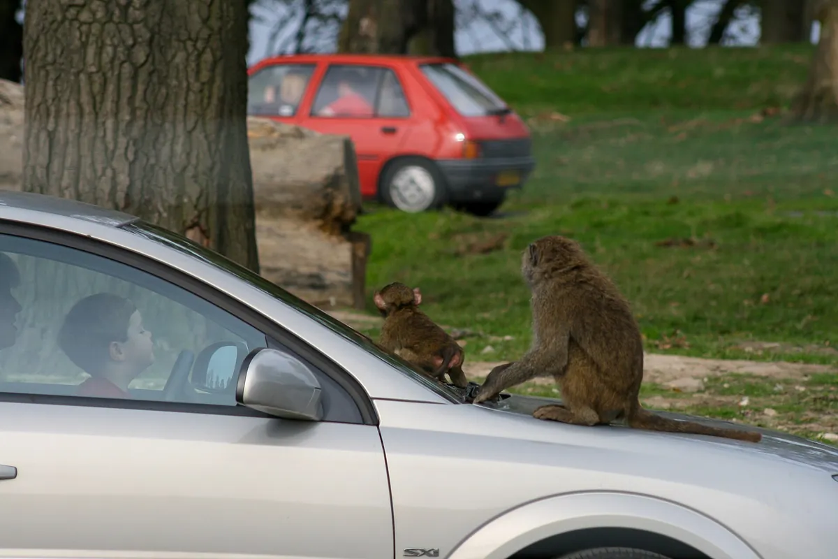 Knowsley Safari