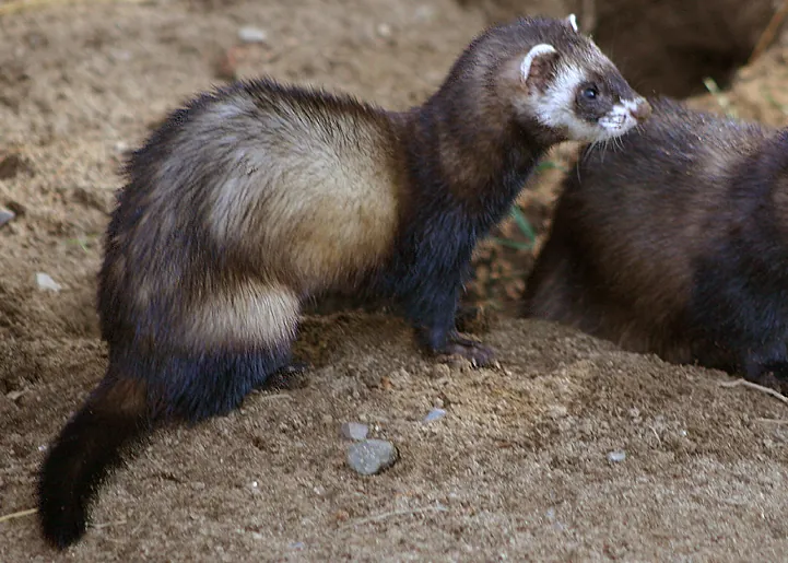 Skandinavisk Dyrepark