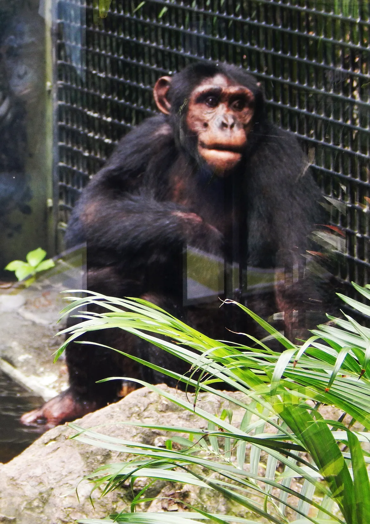 Rockhampton Zoo