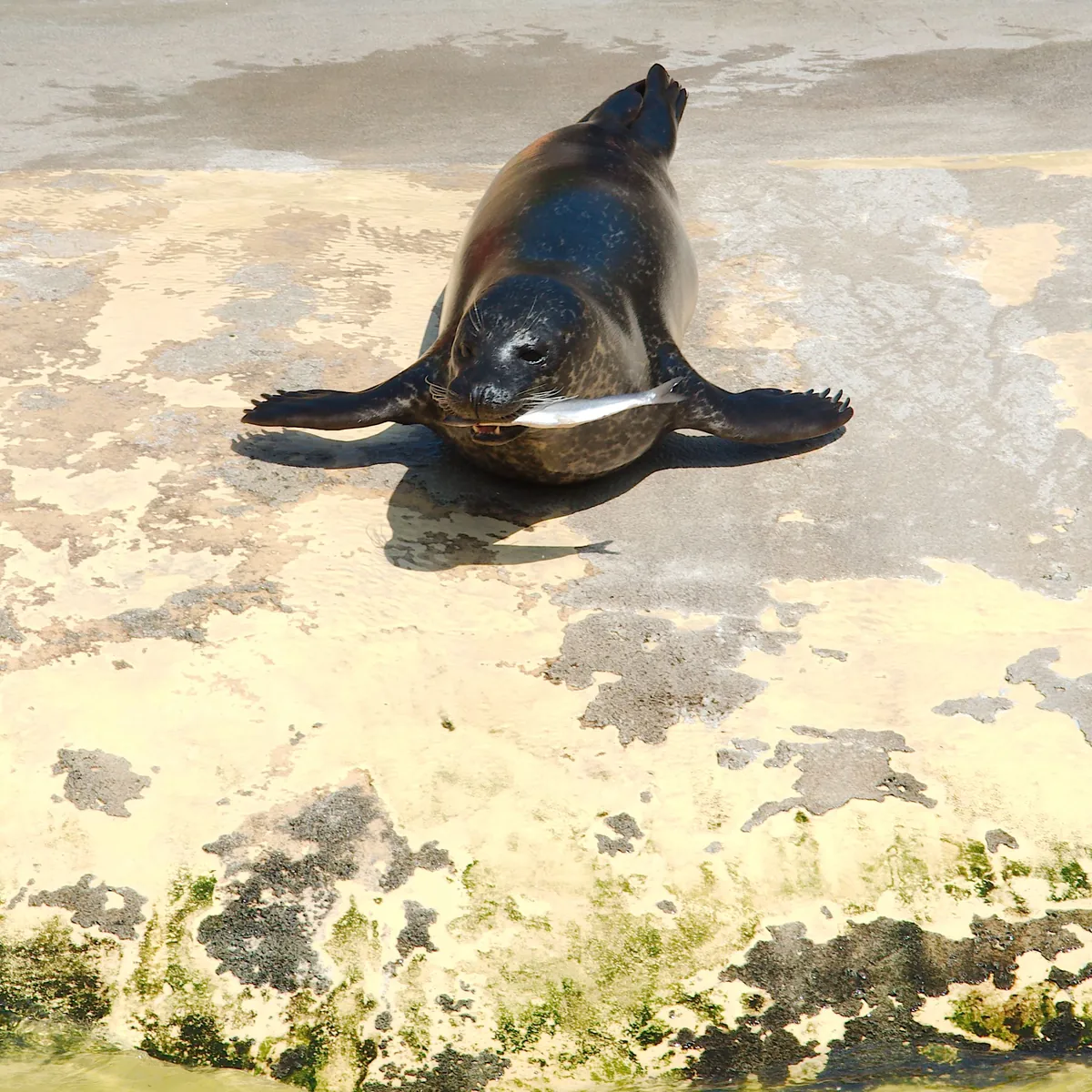 Deep Sea World