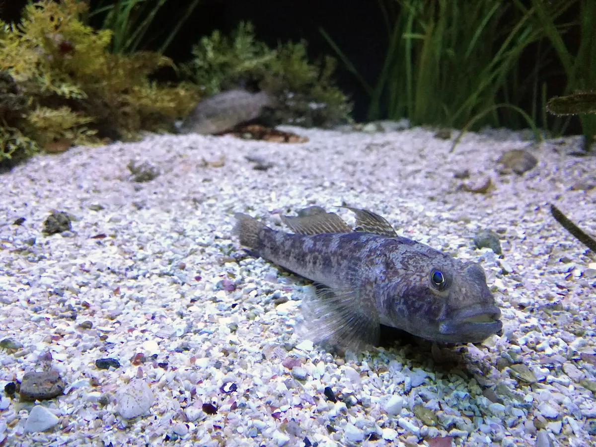 Aquarium of Cattolica