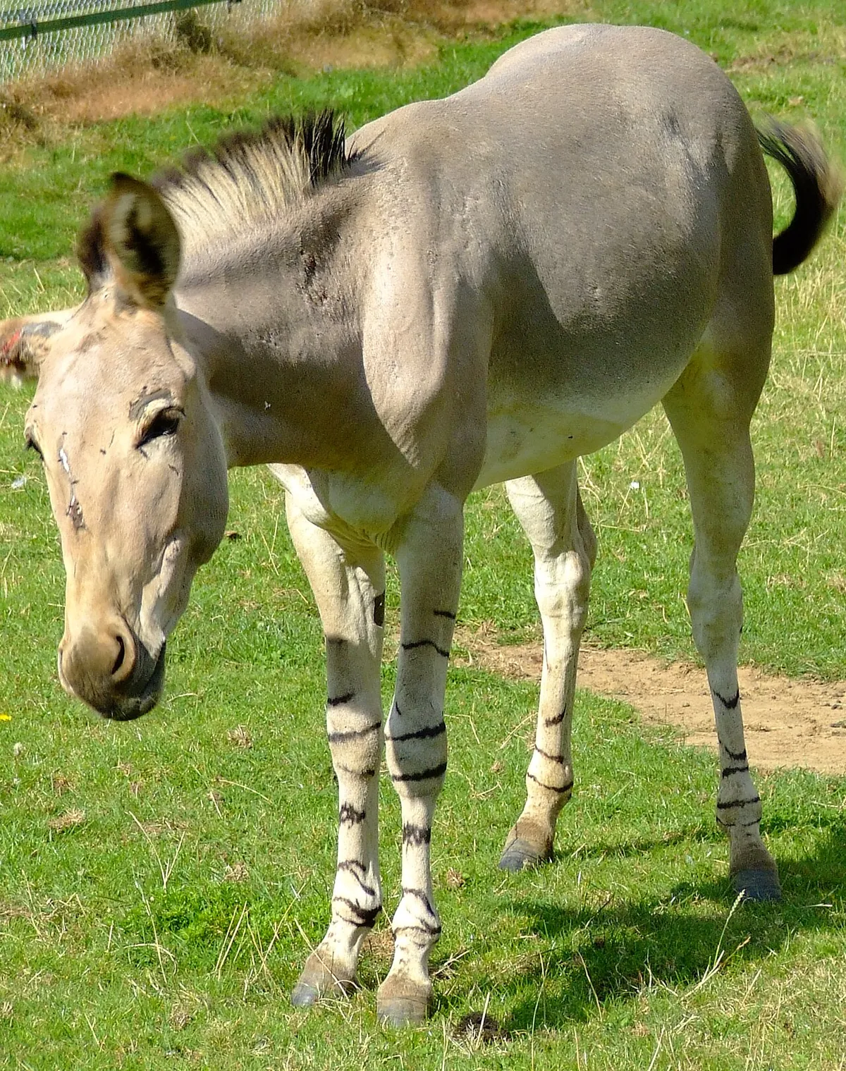 Africa Alive Zoological Reserve