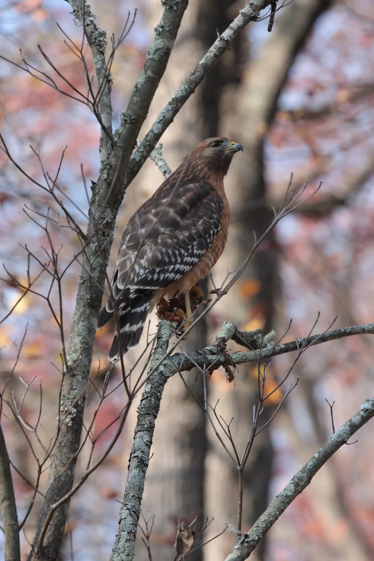 Hawk Conservancy Trust