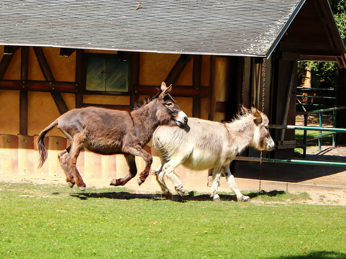 Tierpark Eilenburg