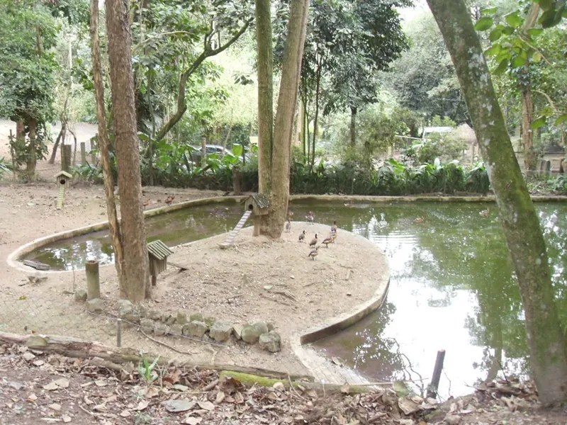 Zoo Safari