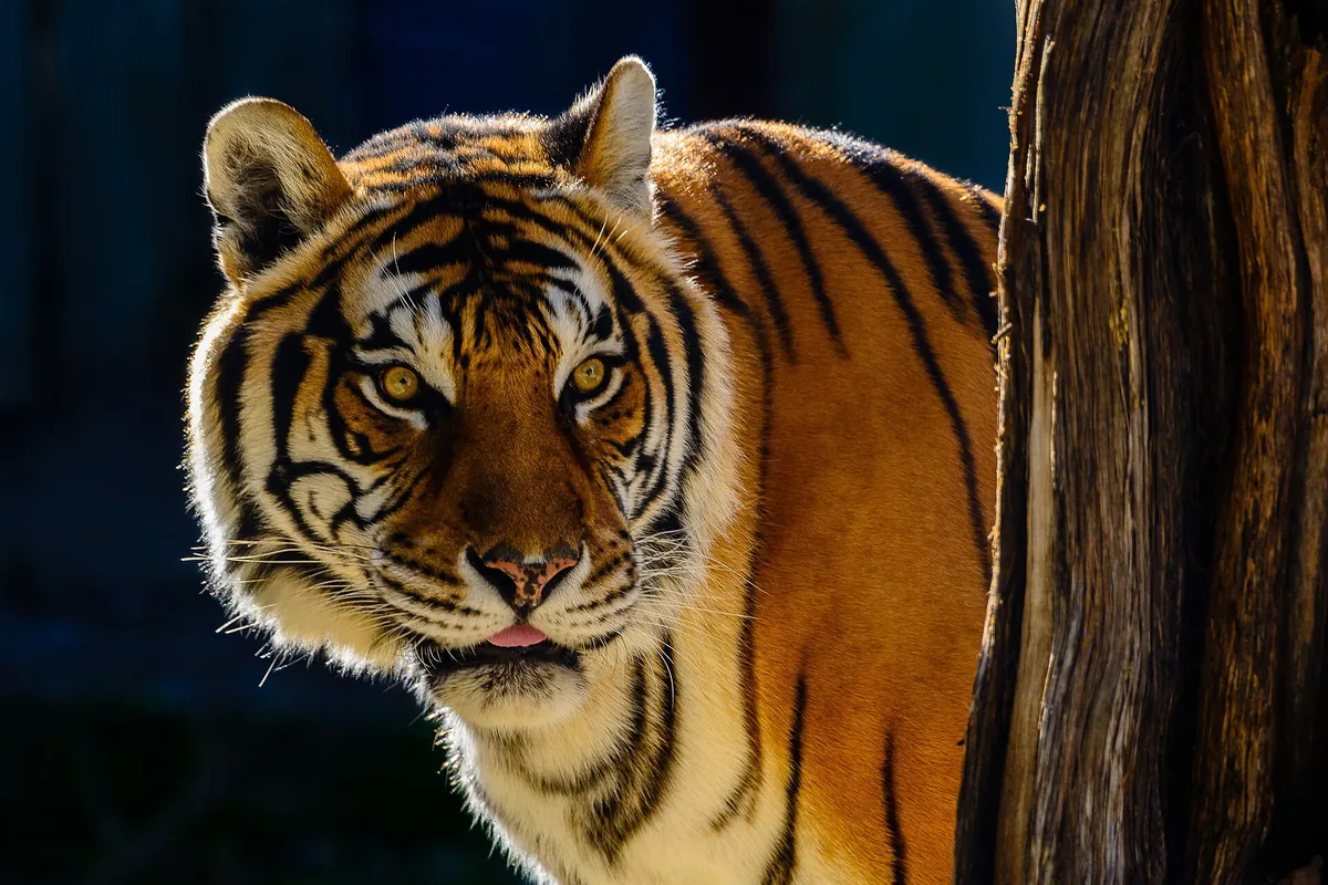Austin Zoo