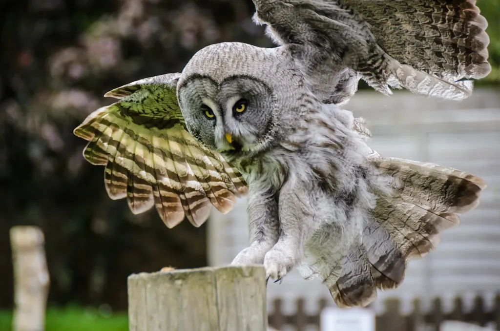 Hawk Conservancy Trust