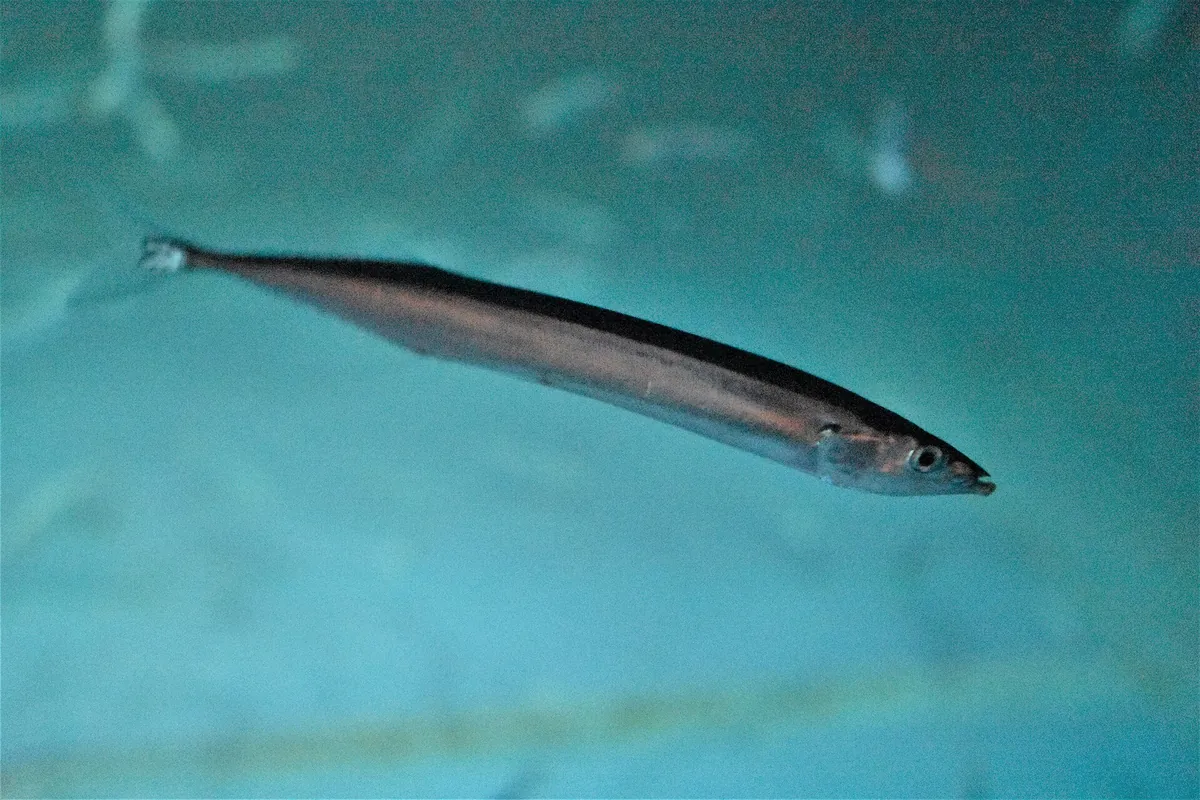 Aquamarine Fukushima