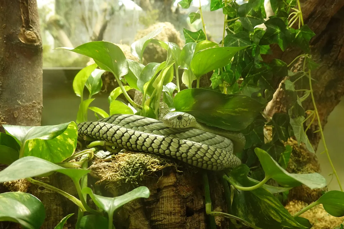 Happ's Reptilienzoo