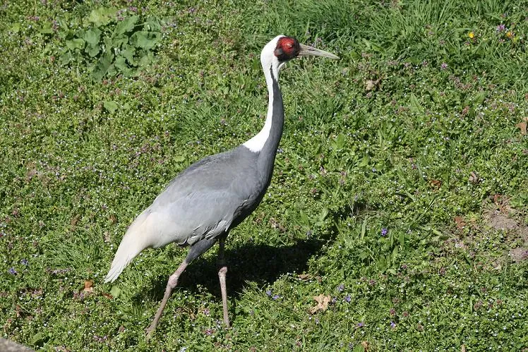 Potawatomi Zoo