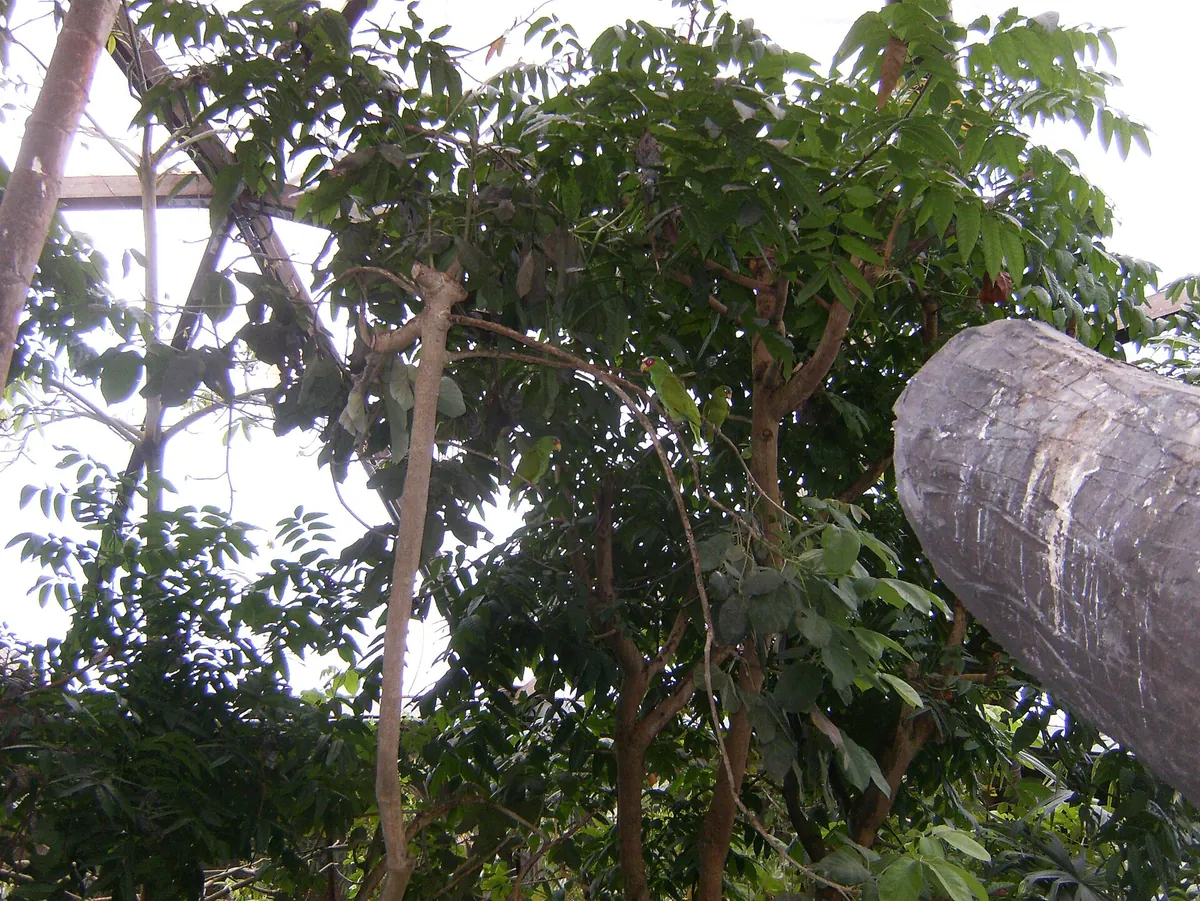 Papiliorama