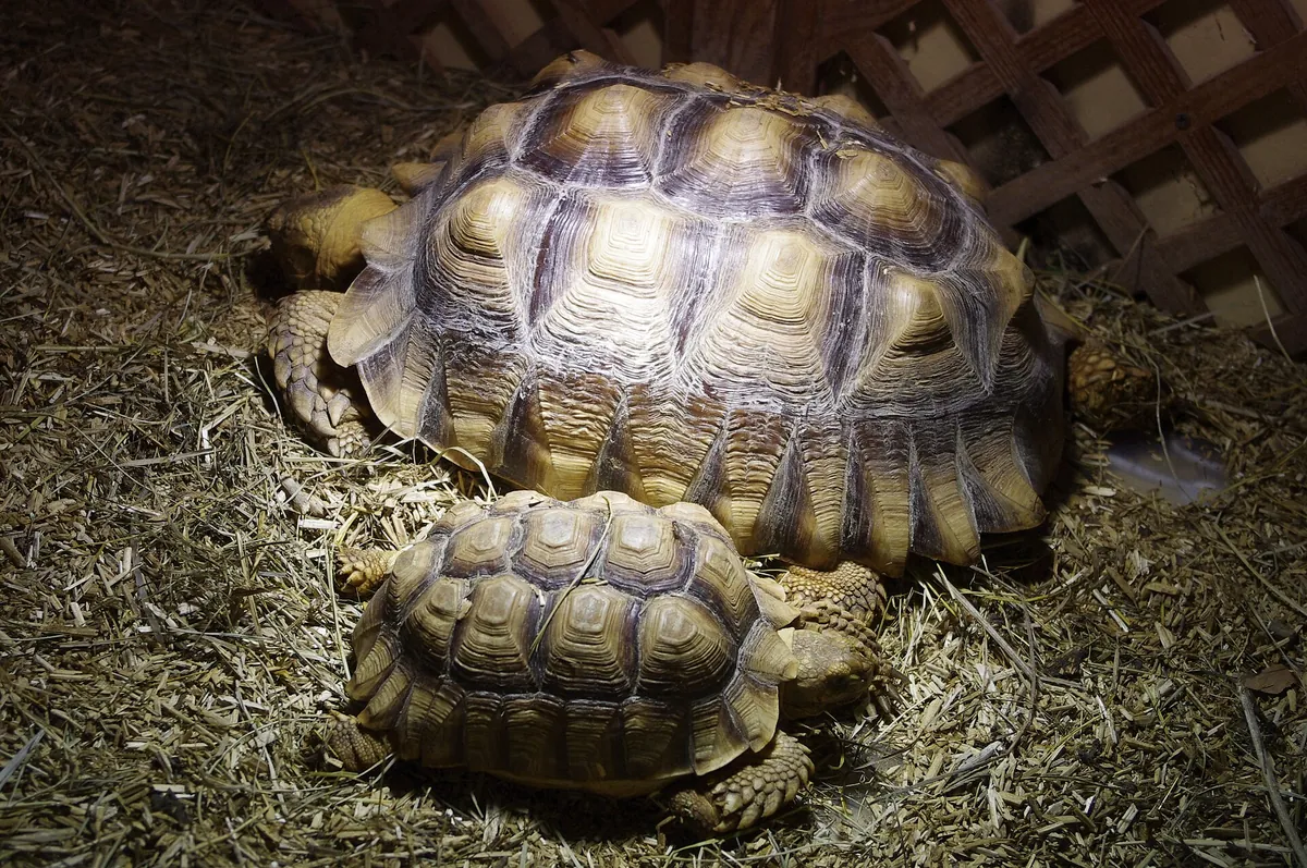 Reptiland