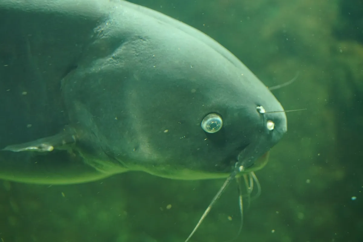 North Carolina Aquarium at Pine Knoll Shores
