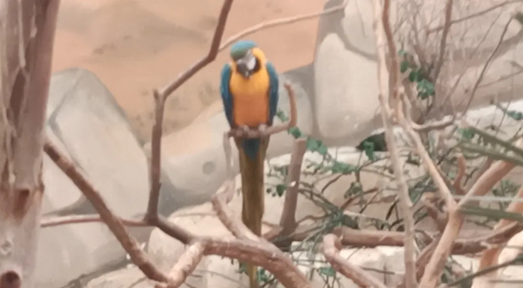 Al Ain Zoo