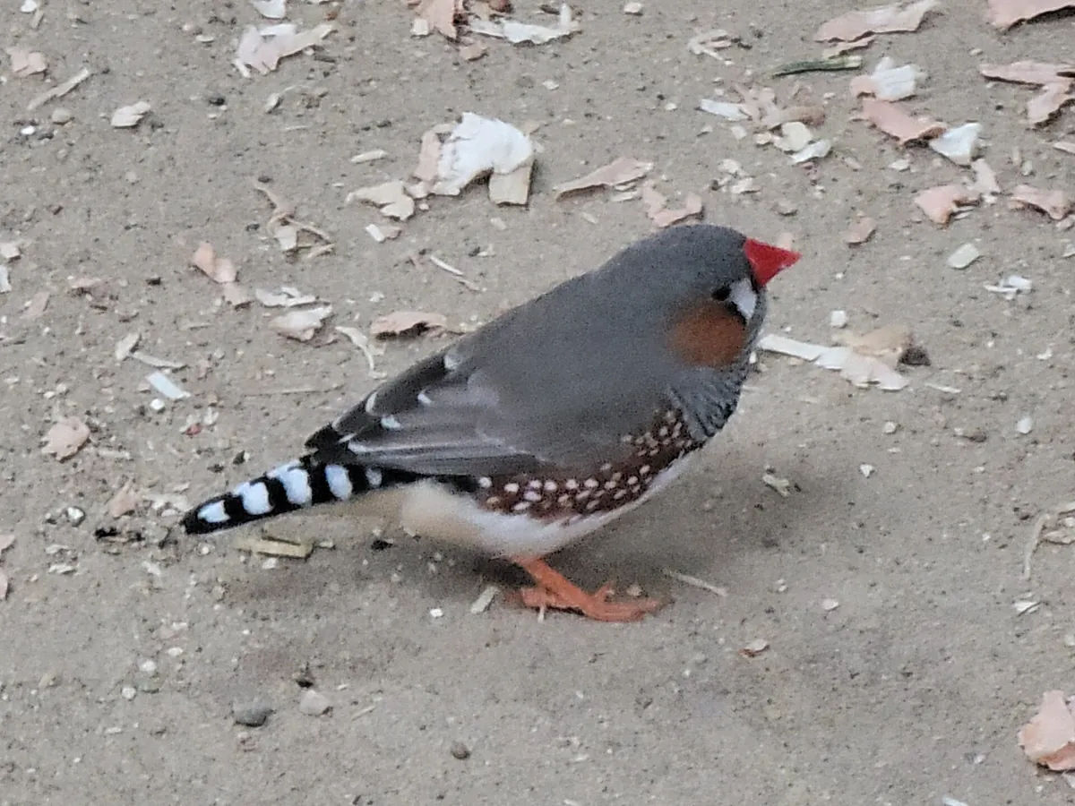 Tierpark Essehof