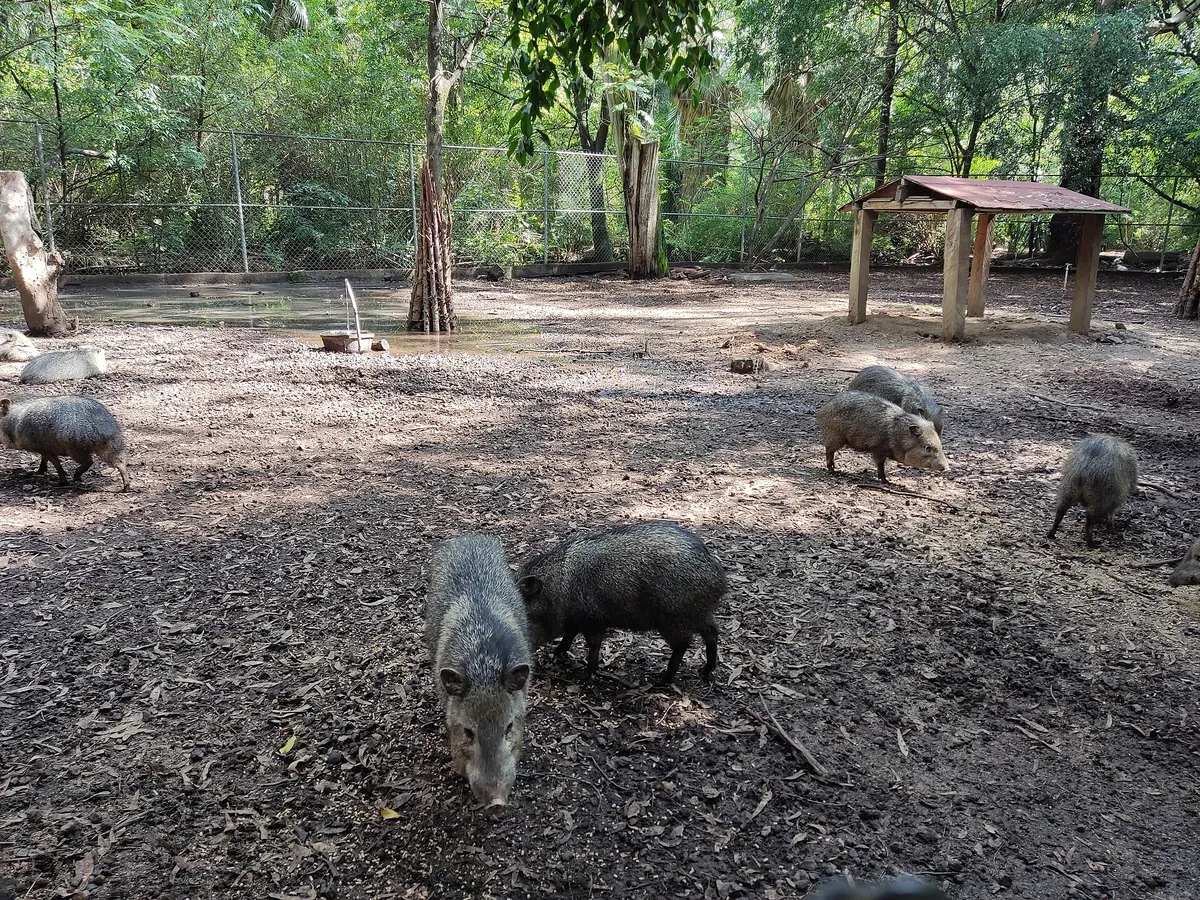 Zoológico Benito Juárez