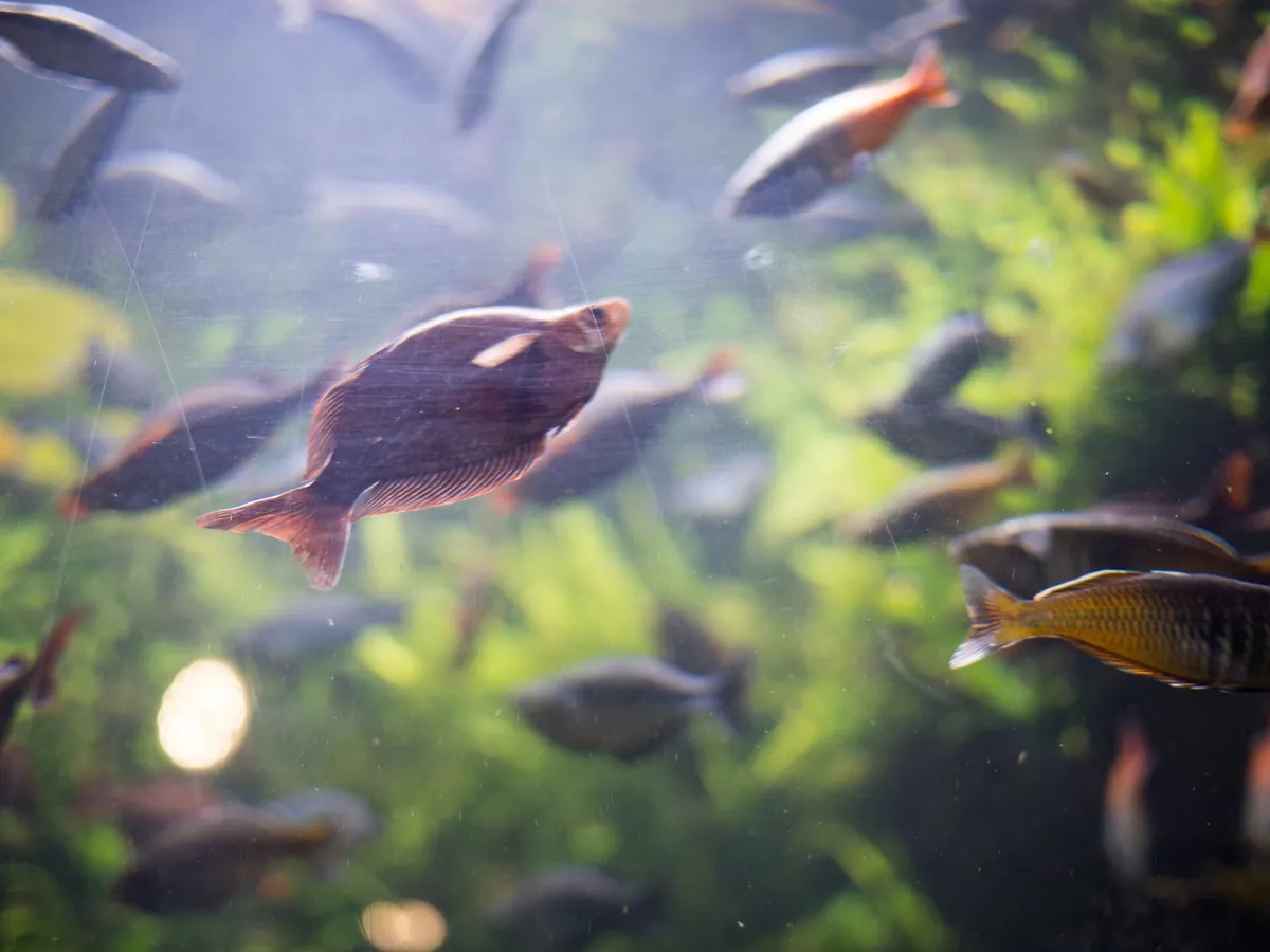 Newport Aquarium
