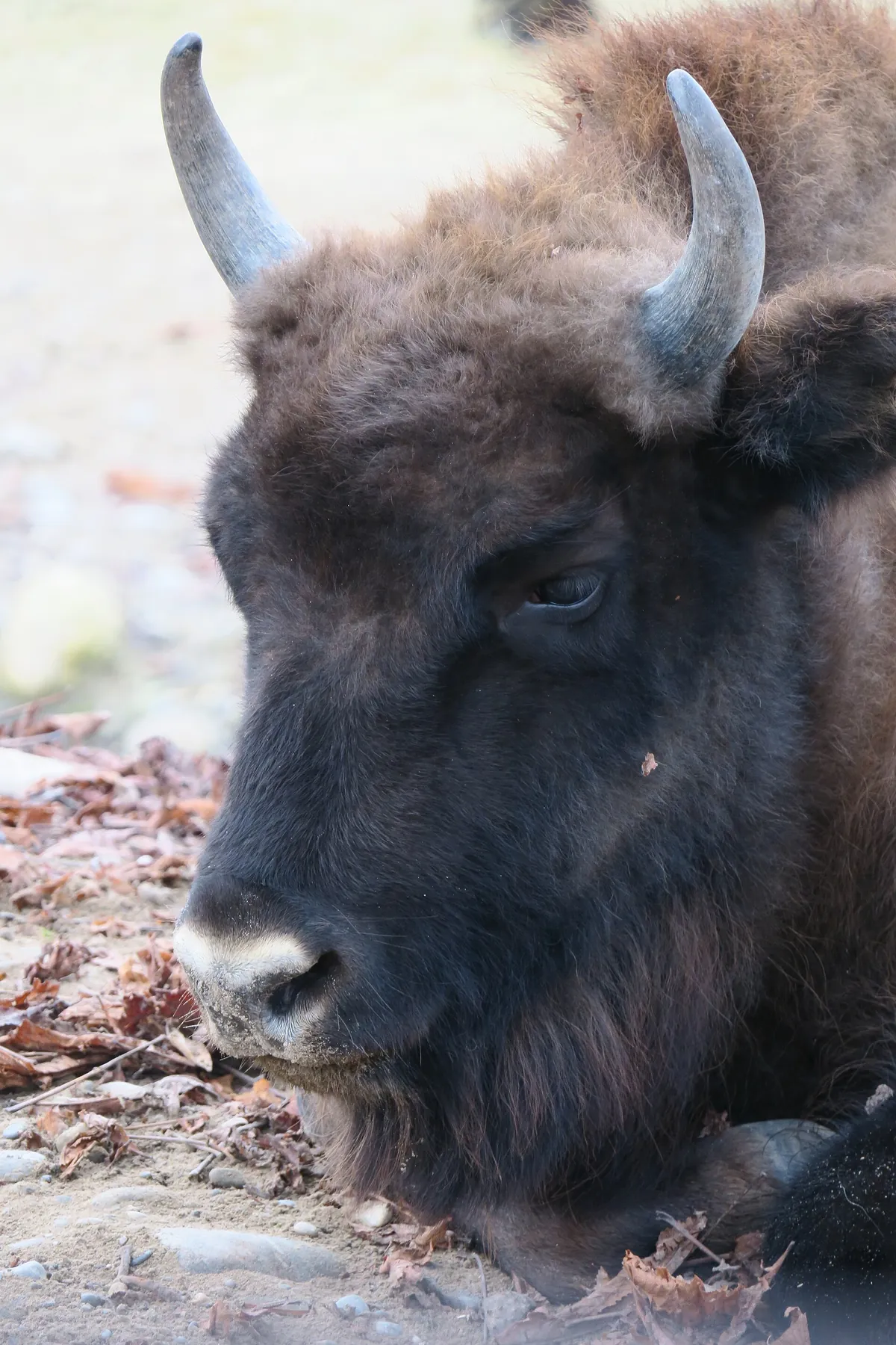 Tierpark Lange Erlen