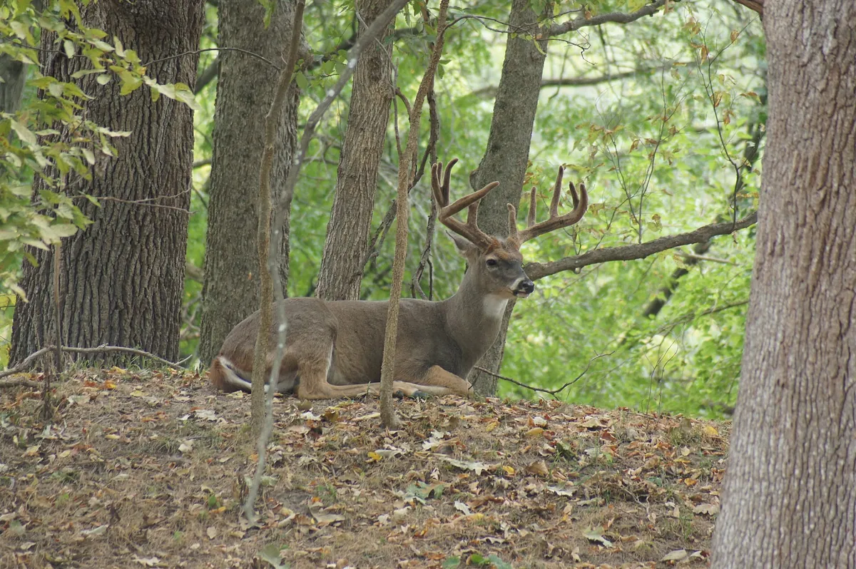 Lee G. Simmons Wildlife Safari Park