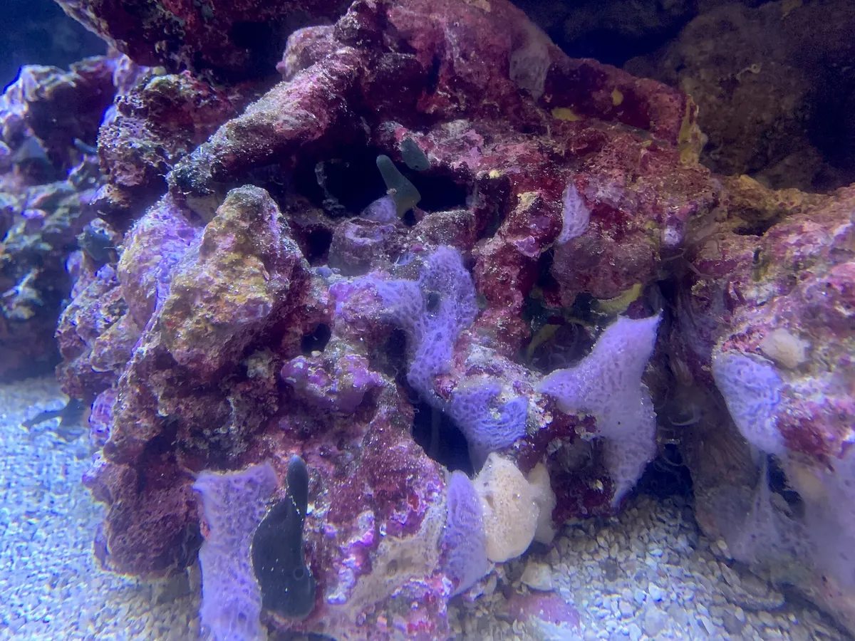 Aquarium of the Bay