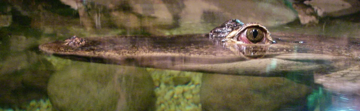 Reptilia