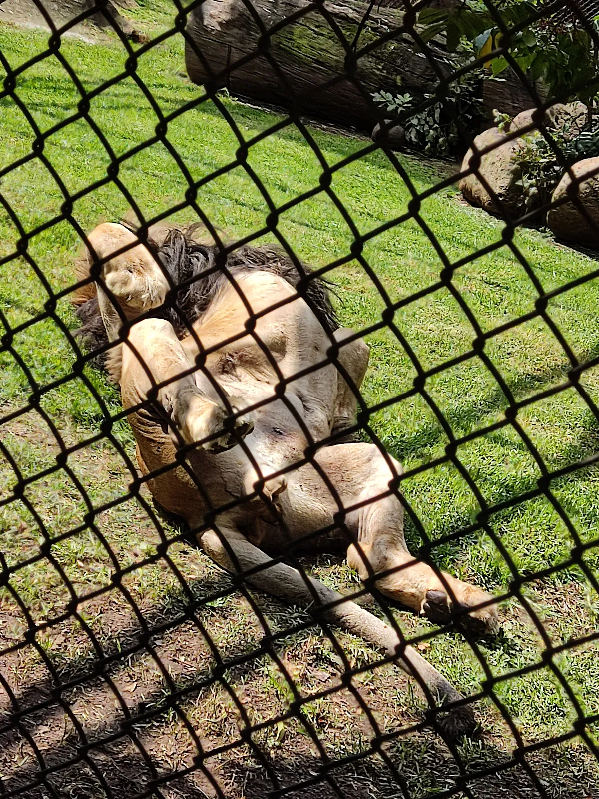 Zoológico Benito Juárez