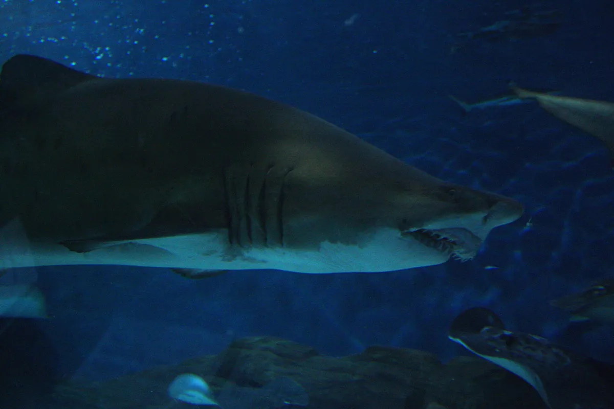 Shanghai Ocean Aquarium