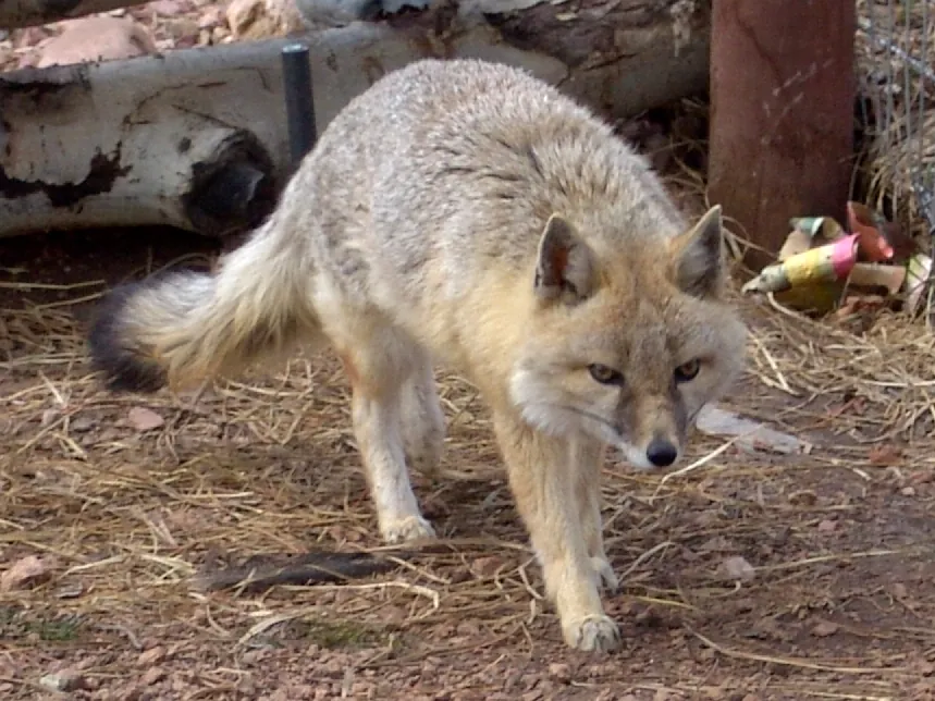 Colorado Wolf & Wildlife Center