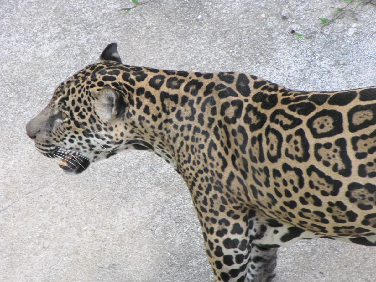 Zoológico do CIGS