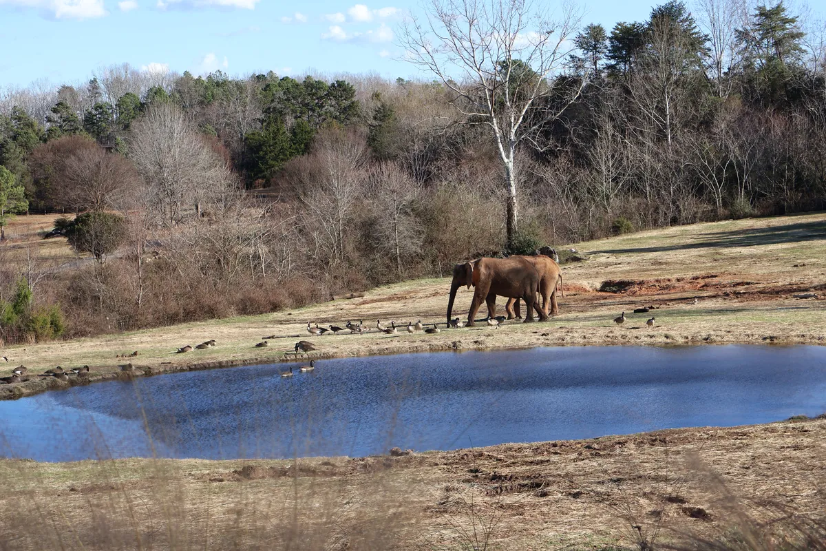 North Carolina Zoo