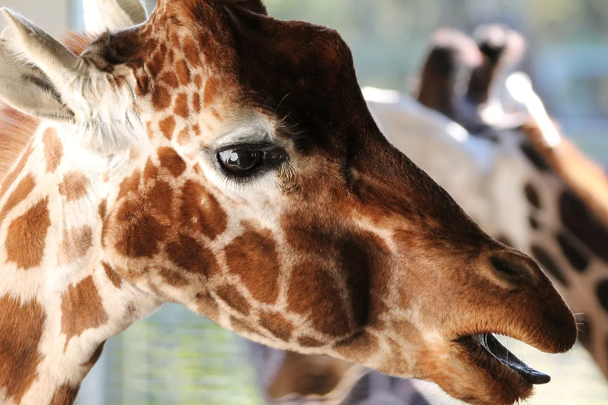 Banham Zoological Gardens