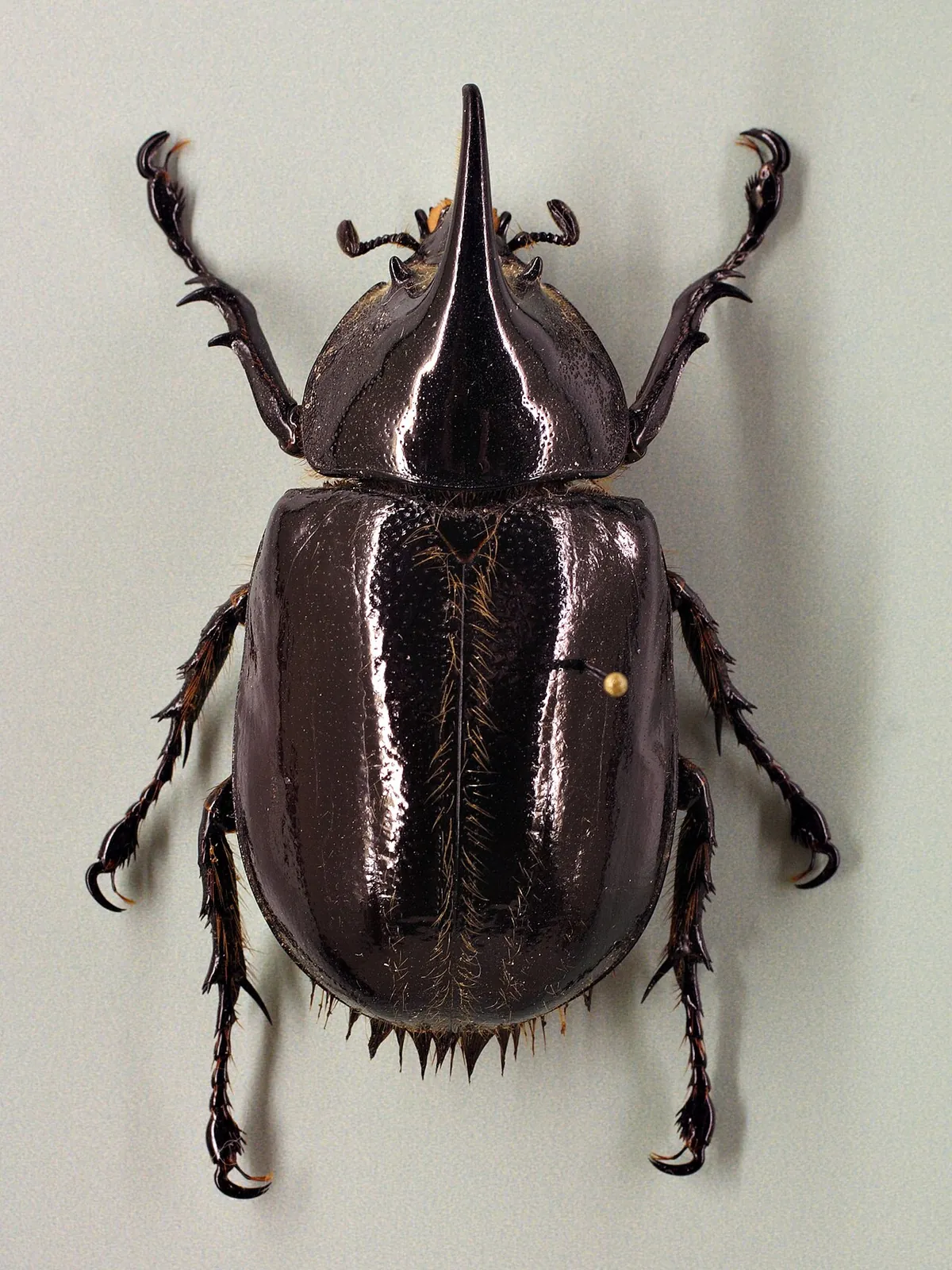 Audubon Aquarium & Insectarium