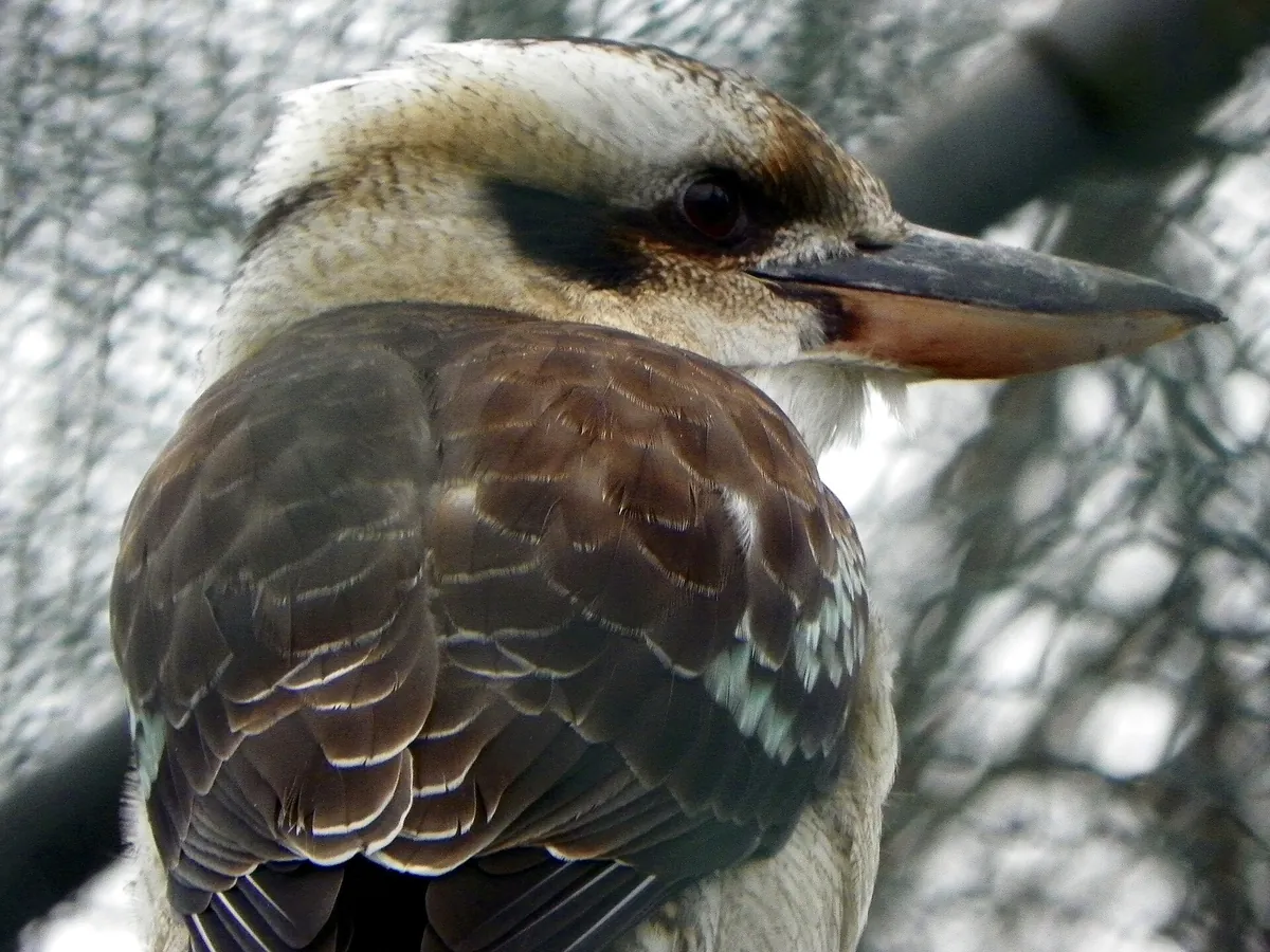 Golders Hill Park Zoo